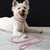 Suede Leather Puppy Dog Collar & Leash