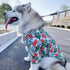 Hawaiian Style Dog Shirt